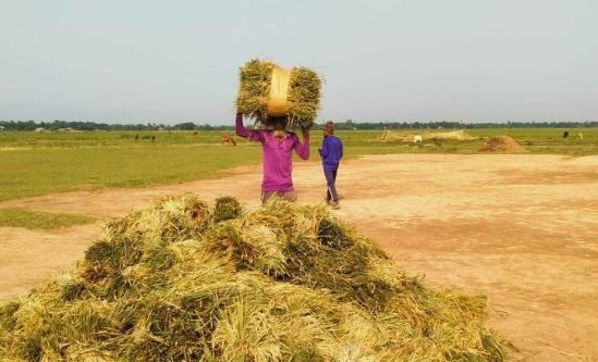 সুনামগঞ্জের হাওরে বোর ধান শুরু