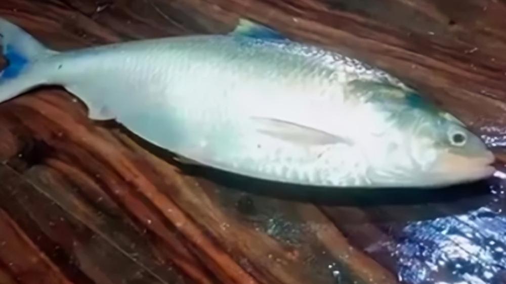 কমলনগরে দুই কেজির রাজা ইলিশ বিক্রি ১০ হাজার ৫৫০ টাকায়
